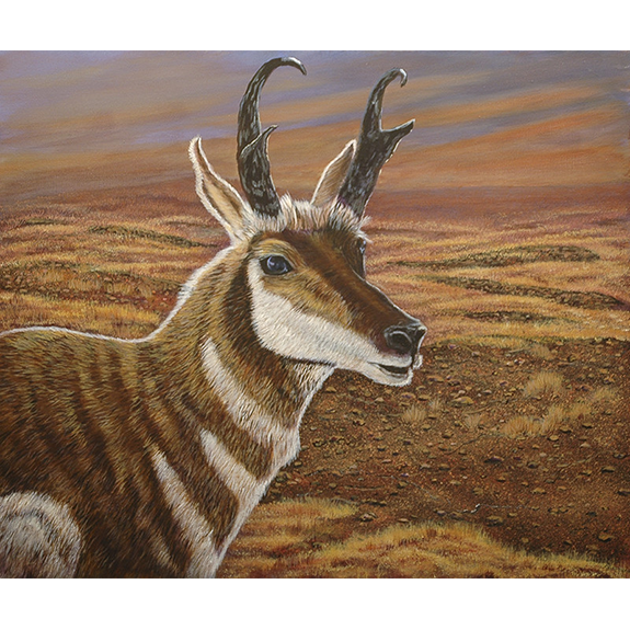 Prairie Goat - Original